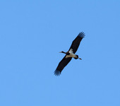 Bocian czarny ciconia nigra